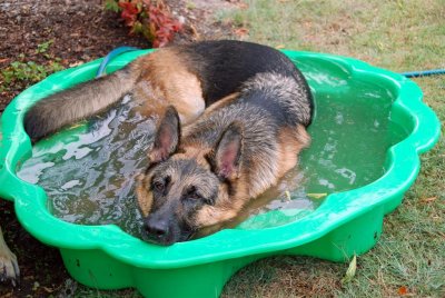 Rex wins the cool pool