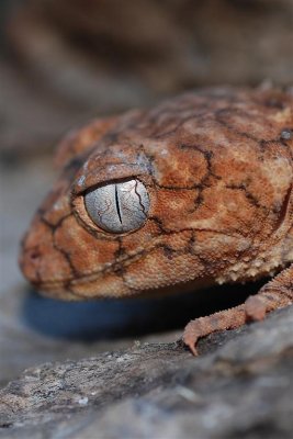 Knob Tailed gecko