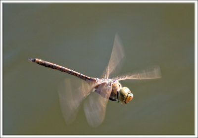 dragonfly