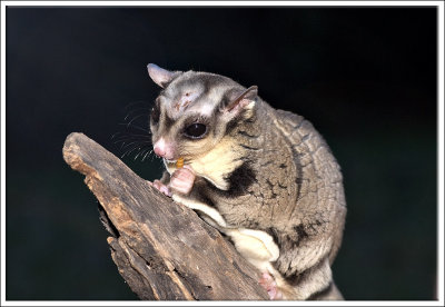 sugar glider