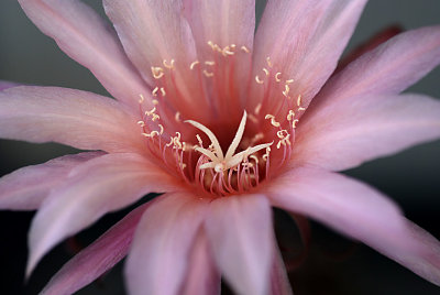 Echinopsis kratochvilliana close up