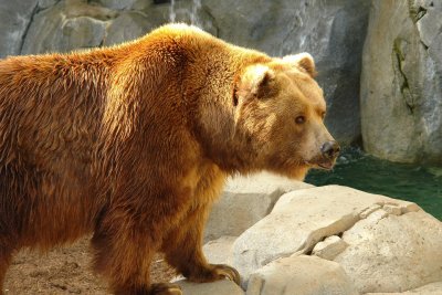 Favorites - The brown Bear of the San Diego zoo