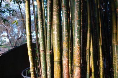 Favorites - Bamboo - San Diego zoo