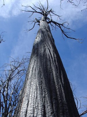 Favorites - Old lady - Cleveland forest