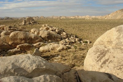Boulder view of the Joshua Tree forest.JPG