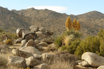 Nice yucca.JPG