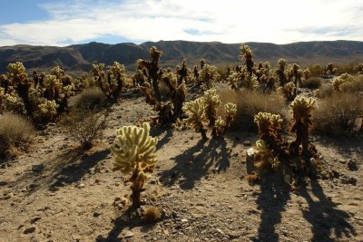 don't touch the chollas.JPG