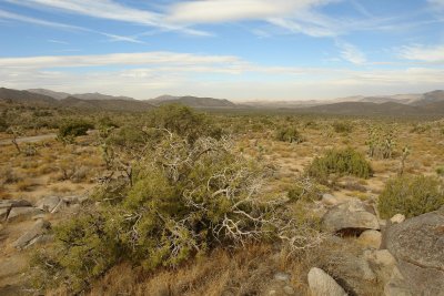 large view from keys point in Joshua Tree park.JPG