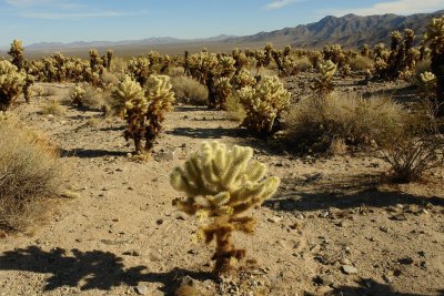 large view of the Joshua Tree park with chollas in first plan.JPG