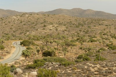 road cycling in Joshua tree park - almost arrived.JPG