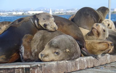 Favorites - good aspects of life in community - San Diego bay