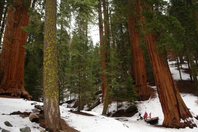 Favorites - Sequoia park