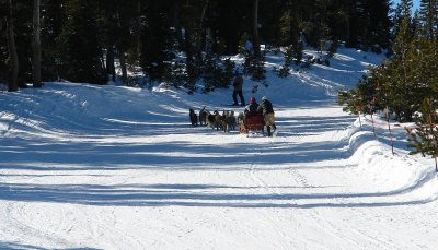 snowdogs transporting tourists