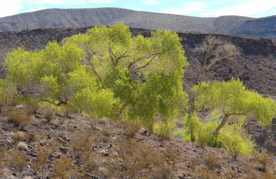Favorites - death valley