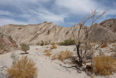 Favorites - Anza Borrego desert