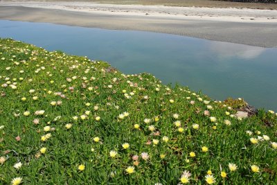 Favorites - Del Mar flowers