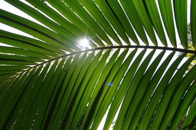 Favorites - palm tree - self realization temple -  Los Angeles