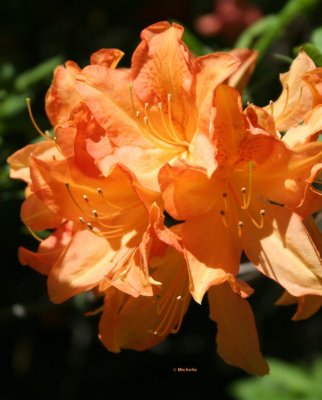 IMG_3048_Rhododendron PB.jpg