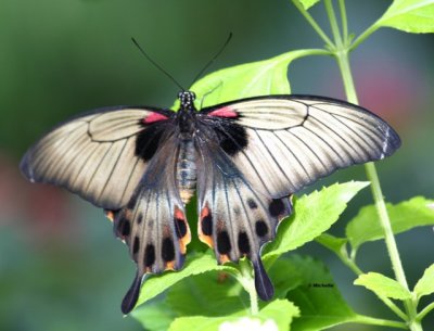 IMG_1503_Au Jardin botanique PB.jpg