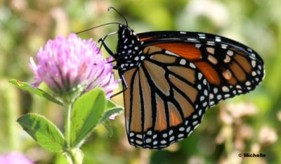 IMG_5829_Monarque PB.jpg