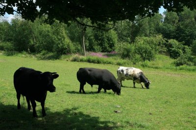 overijse_juni_07