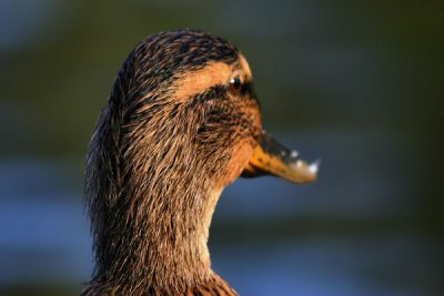 g6/85/748685/3/74666424.wwDbbRUj.jpg