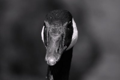 BW Fauna
