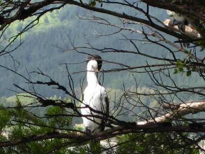 one of the many species of Shags NZ has