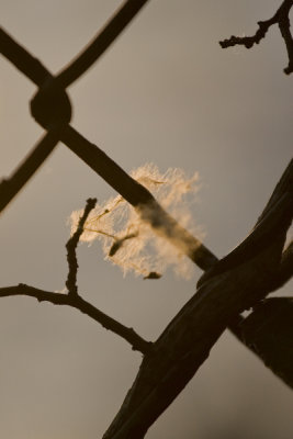 A seed caught on wire