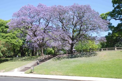Jacaranda. Cet arbre est courant dans l'hmisphre sud, Argentine, Australie ou Madagascar.