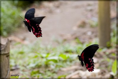 Mating.jpg