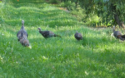 Turkeys