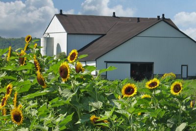 Stratford Farm