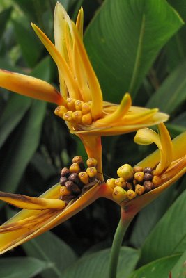 Plants and Flowers of Costa Rica