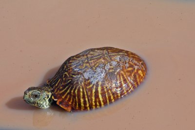 Female Ornate Box Turtle