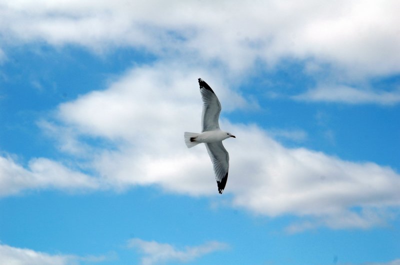 Seagull 