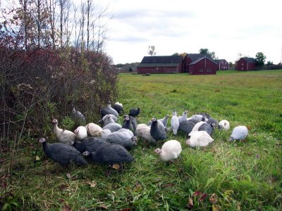 Wild Turkeys