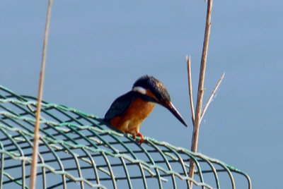 miniature kingfisher