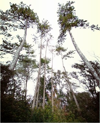 PAD 2007/04 - Trees