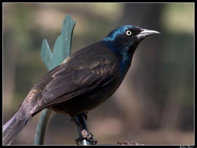 Quiscale bronz�, Common Grackle0057.jpg