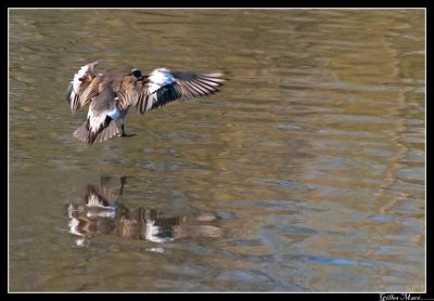 American Wigeon 0079.jpg