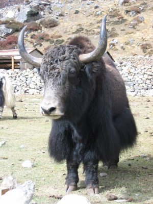 YAK