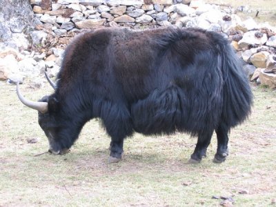 YAK