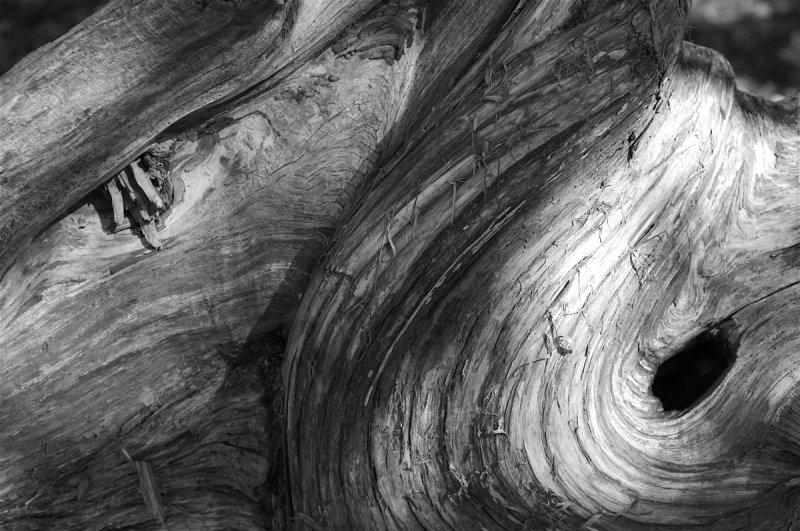 Wood.jpg