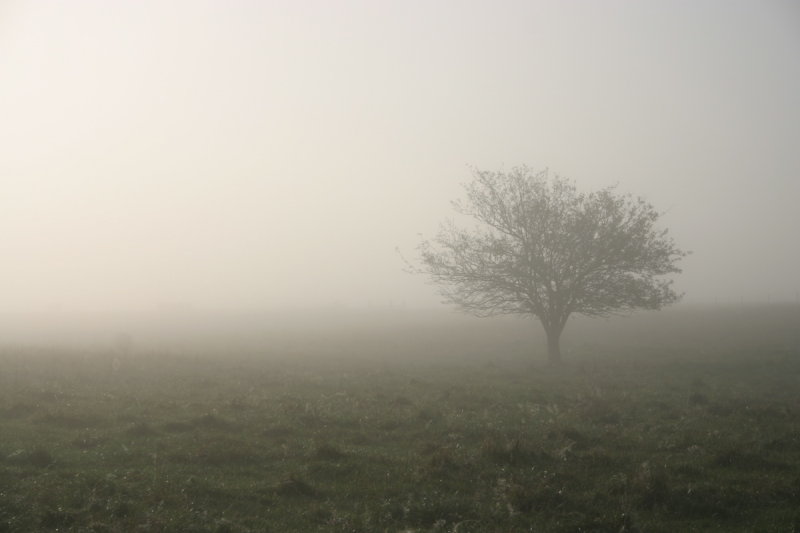 Foggy.jpg