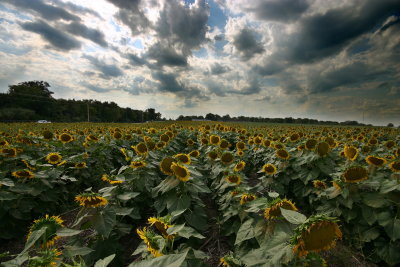 Sunflowers - 04.jpg