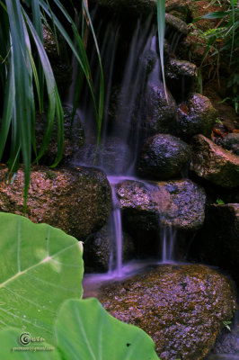 SpiceGdn 011-resize.jpg