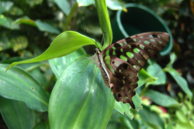 Key West Butterfly Conservatory