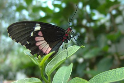 Key West Butterfly Conservatory