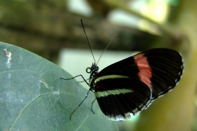 Key West Butterfly Conservatory